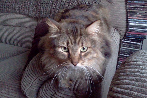 Adopt Cleo. Cat for adoption. Oasis Animal Rescue. Durham Region