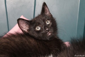 Adopt kitten Coal: Oasis Animal Rescue