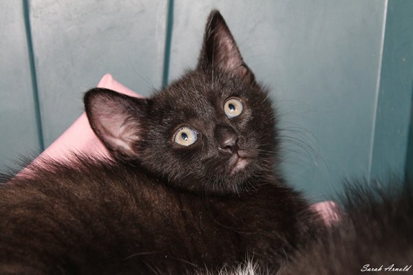 Adopt kitten Coal: Oasis Animal Rescue