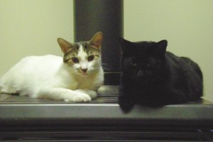 Cats Doobie and Dexter for Adoption. Oasis Animal Rescue