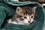 Kitten Little George for adoption - Oasis Animal Rescue