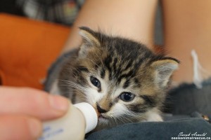 Little George Kitten Nursing