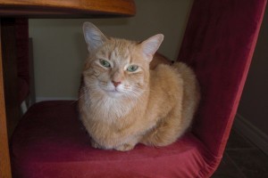 Adopt Cat Ginger. Oasis Animal Rescue, Oshawa.