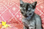 Amy’s Kittens. All Kittens Now In New Forever Homes – ..