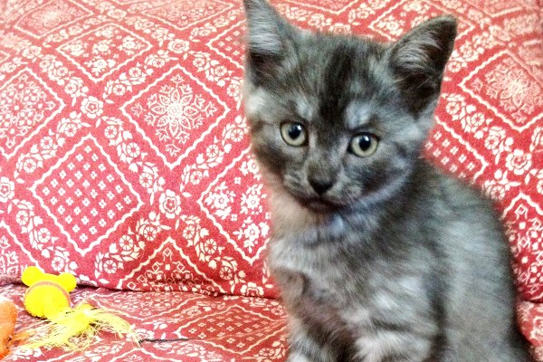 Adopt kitten Layla. Oasis Animal Rescue