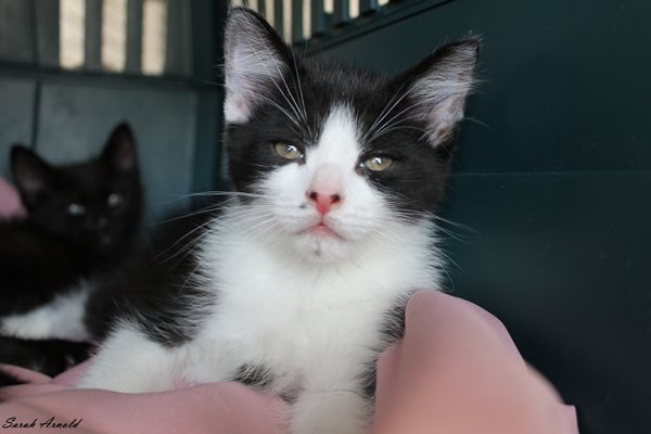 Adopt Kitten Mickey: Oasis Animal Rescue