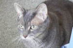 Adopt Missy the Rescue Cat