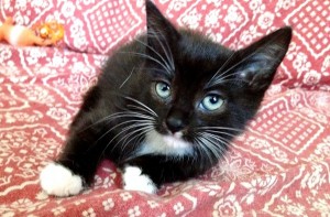 Adopt Kitten Molly - Oasis Animal Rescue