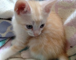 Kitten Oscar At 10 Weeks Old