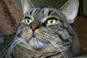 Adopt Cat Oscar. Pet adoption Durham Region