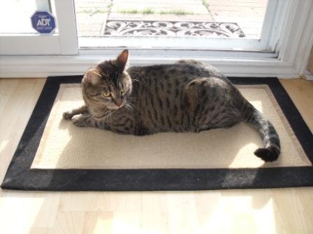 Cat Oscar