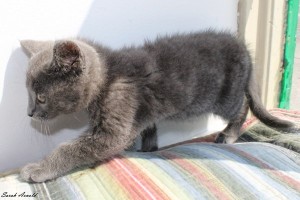 Adopt kitten Peanut Butter - Contact Oasis Animal Rescue