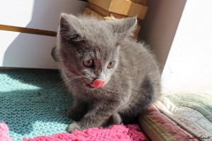 Adopt Kitten Peanut Butter - Oasis Animal Rescue