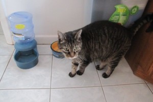 Adopt Cat Sammy - Oasis Animal Rescue