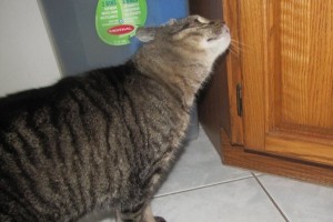 Cat adoption - Sammy - Oasis Animal Rescue