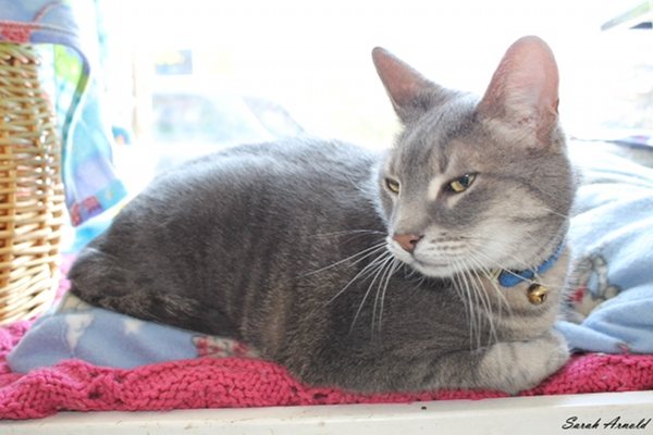 Adopt Cat Howie