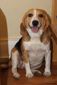 Adopt Dog Susie Q. Contact Oasis Animal Rescue