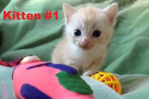 Kitten #1 is now called Oscar