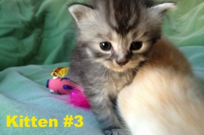 Kitten # 3 now called Noah - Oasis Animal Rescue