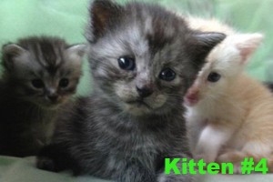 Kitten #4 - Layla at Oasis Animal Rescue