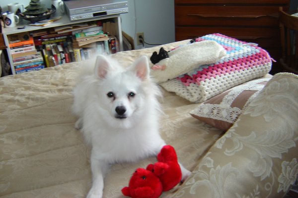 Adopt Dog Bear - American Eskimo Dog - Oasis Animal Rescue