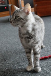 Adopt Rescue Cat Amy
