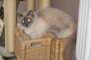 Adopt Ragdoll Cat Angus