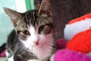 Adopt Rescue Kitten Named Baby