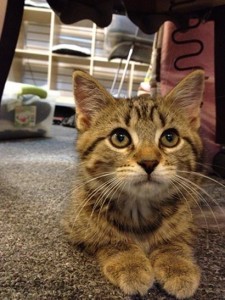 Adopt kitten named Bobby