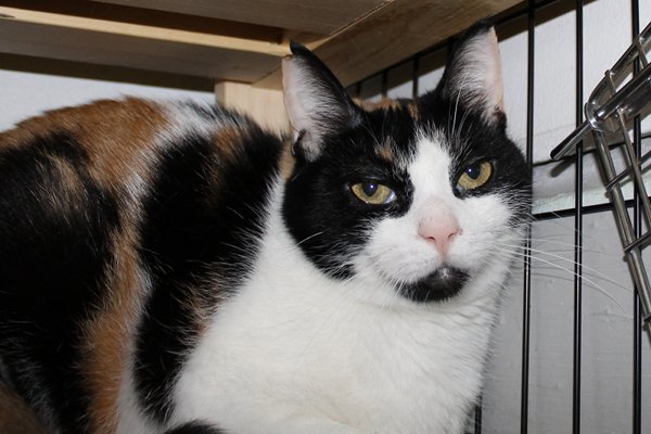 Adopt Cat Callie