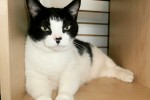 Adopt Cat Daisy