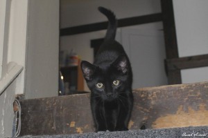 Adopt Coal Black Cat Named Luna