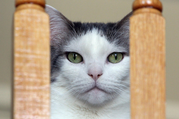 Cat Milo for adoption