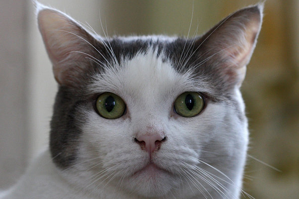 Cat Milo. For Adoption