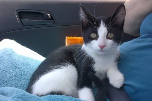 Adopt kitten named Moo