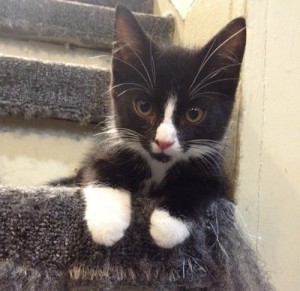 Adopt Kitten named Oreo
