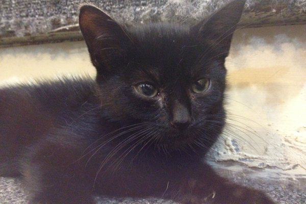 Adopt Kitten named Pixie