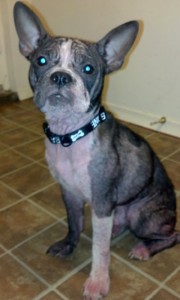Boston Terrier Diablo is looking for a new home
