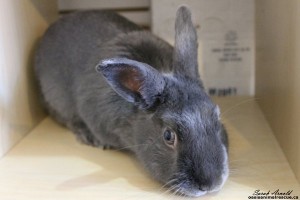 Adopt rescue rabbit named Austin