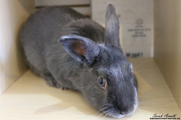 Adopt rescue rabbit named Austin