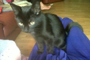 Adopt rescue kitten Oshawa