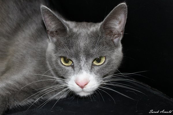 Adopt Rescue Cat Jimmy