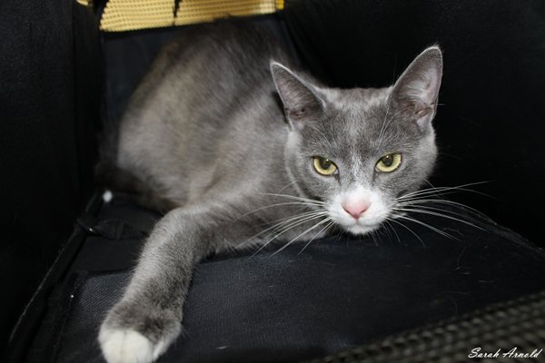 Adopt rescue cat Jemina