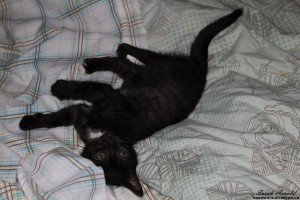 adopt Midnight - a rescue kitten