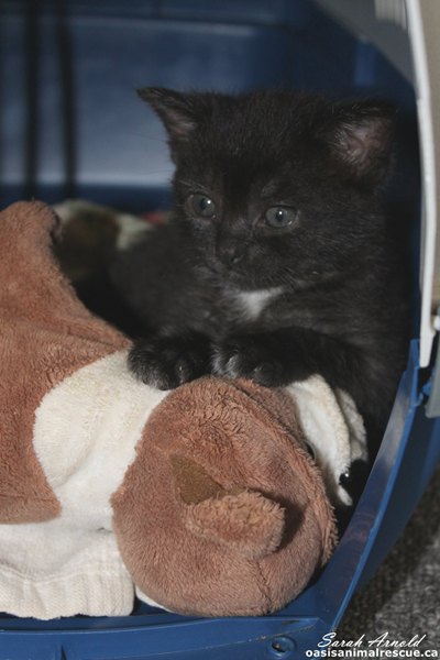 Adopt Rescue Kitten Midnight