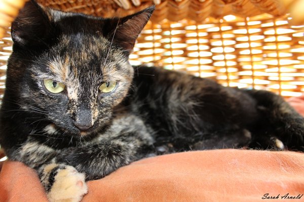Adopt rescue cat Smudge