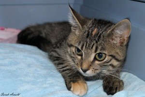 Adopt Rescue Kitten Sophee