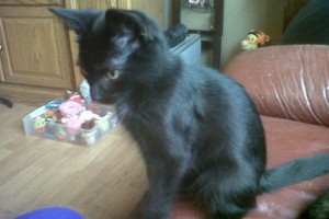 Adopt this rescue kitten named Jasper