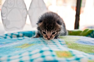 Rescue Kitten Little Stewie