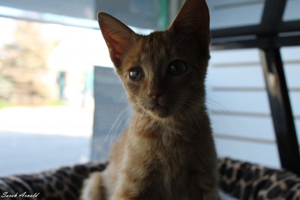 Adopt kitten named Fairway